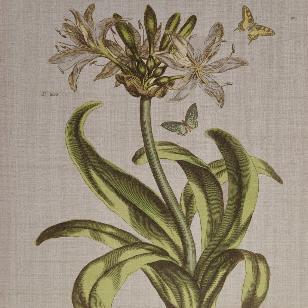 Madison Park 4-piece Botanical Illustration Framed Canvas Wall Art Set