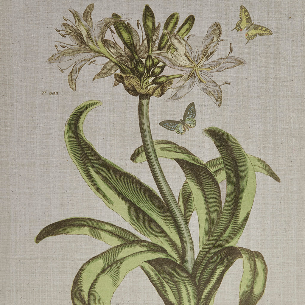 Madison Park 4-piece Botanical Illustration Framed Canvas Wall Art Set