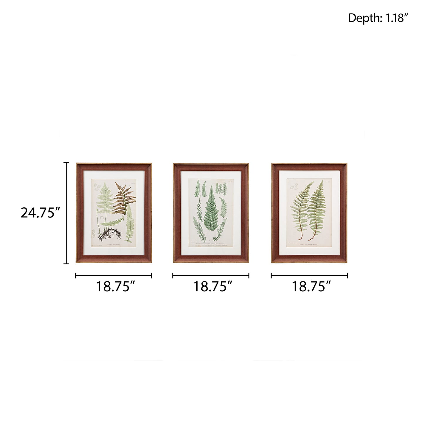 Lady Fern Collection Botanical Illustration 3-Piece Framed Glass and Single Matted Wall Art Set