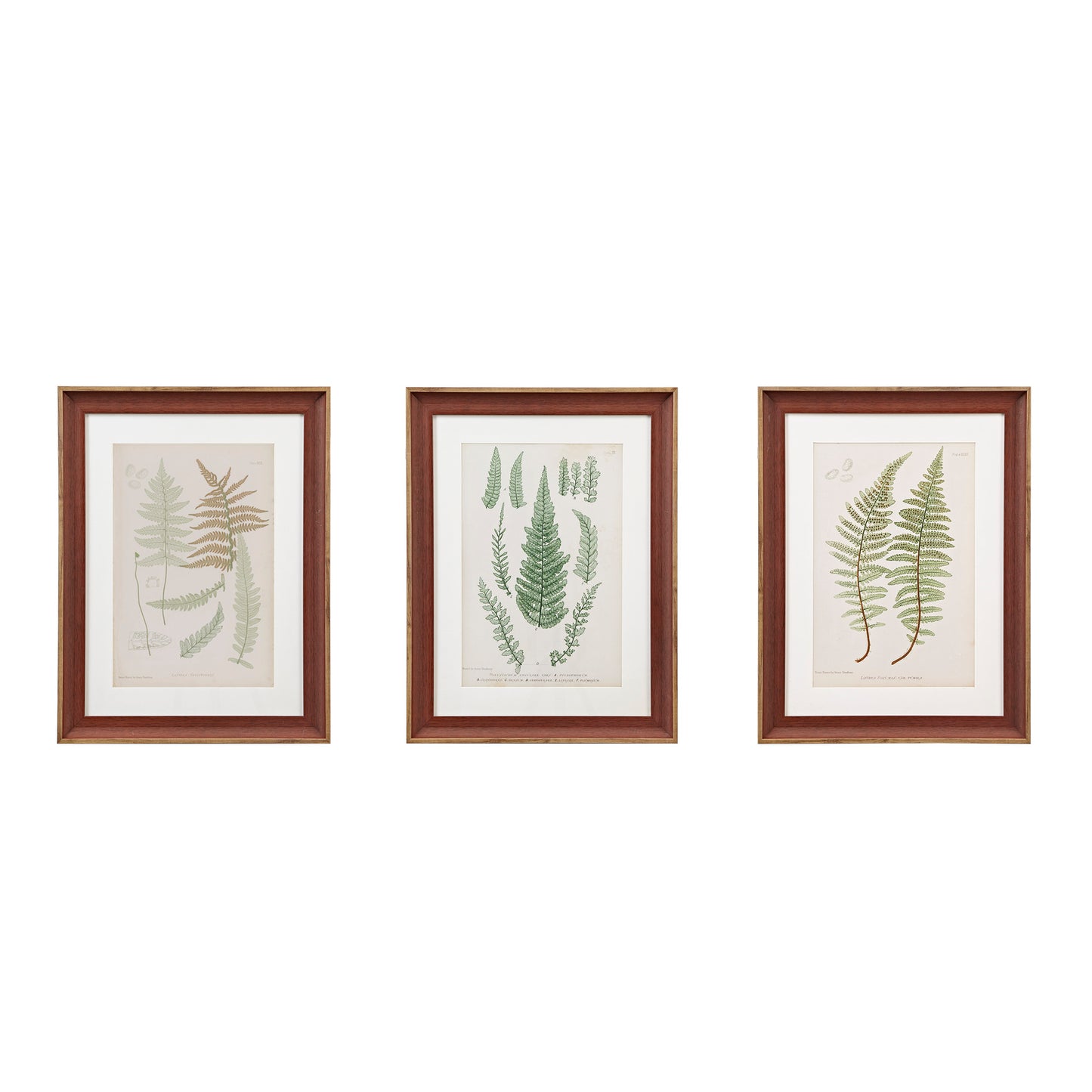 Lady Fern Collection Botanical Illustration 3-Piece Framed Glass and Single Matted Wall Art Set