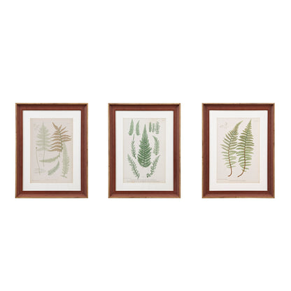 Lady Fern Collection Botanical Illustration 3-Piece Framed Glass and Single Matted Wall Art Set
