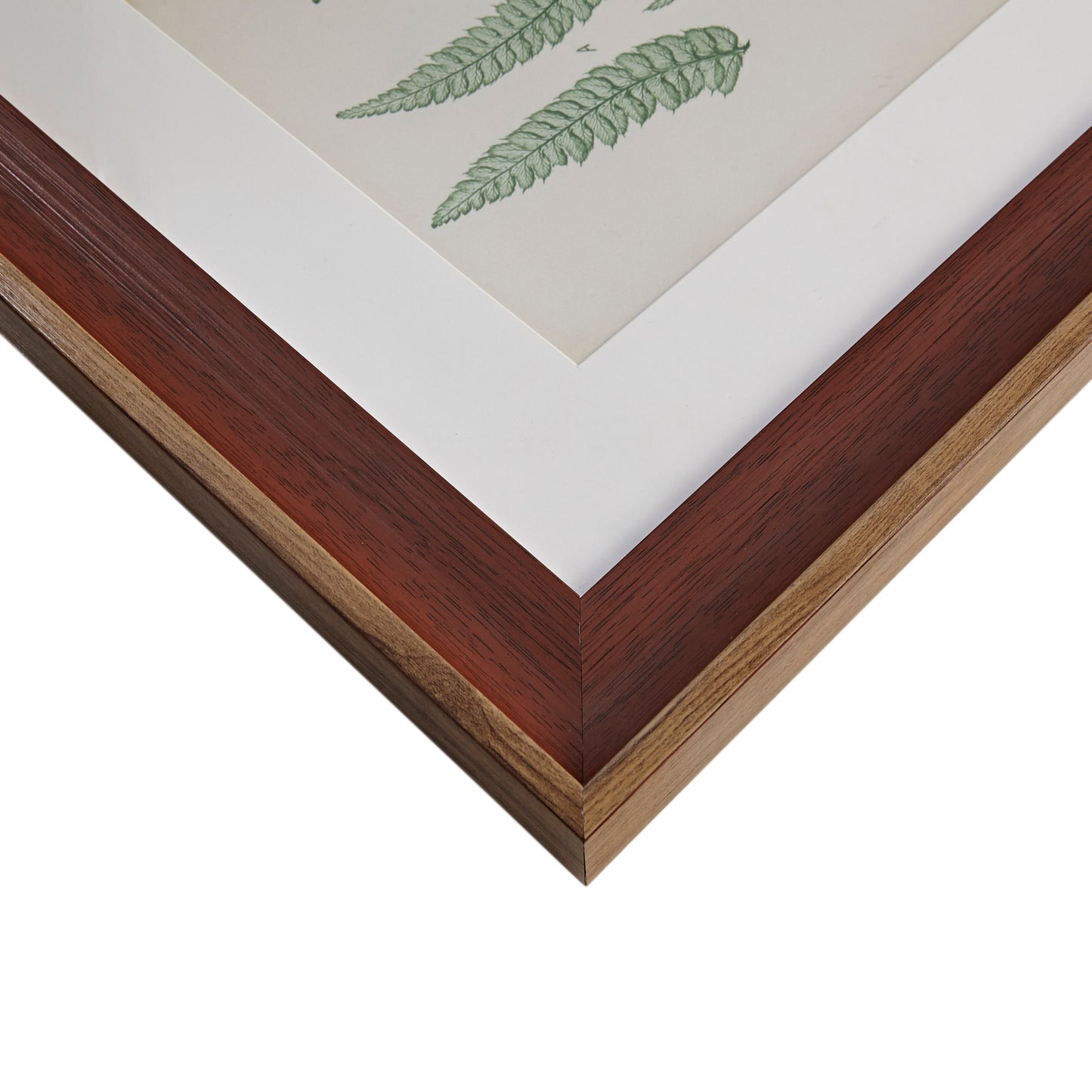 Lady Fern Collection Botanical Illustration 3-Piece Framed Glass and Single Matted Wall Art Set