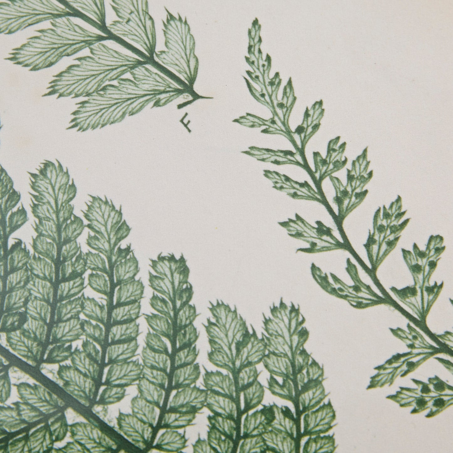 Lady Fern Collection Botanical Illustration 3-Piece Framed Glass and Single Matted Wall Art Set