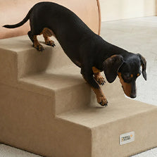 Madison Park pet collection